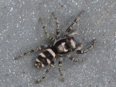 Salticidae: Salticus scenicus  - Sostegno (BI)